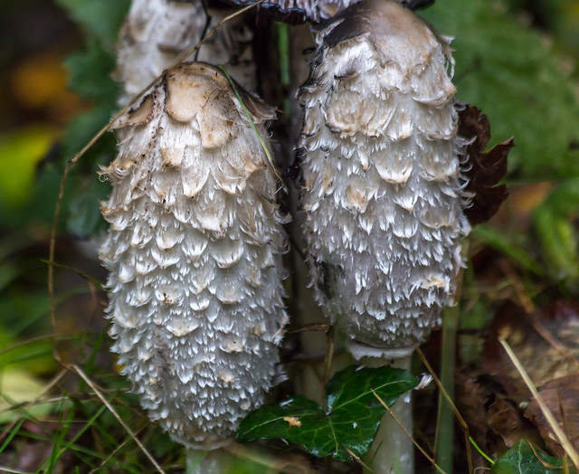 Shaggy Ink cap - College Lake