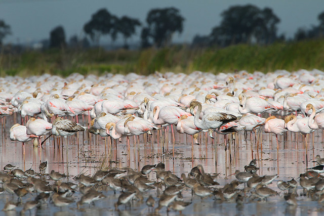 Flamingo e Maçarico-de-bico-direito / Flamenco y Aguja Colinegra / Greater flamingo and Black-tailed Godwit