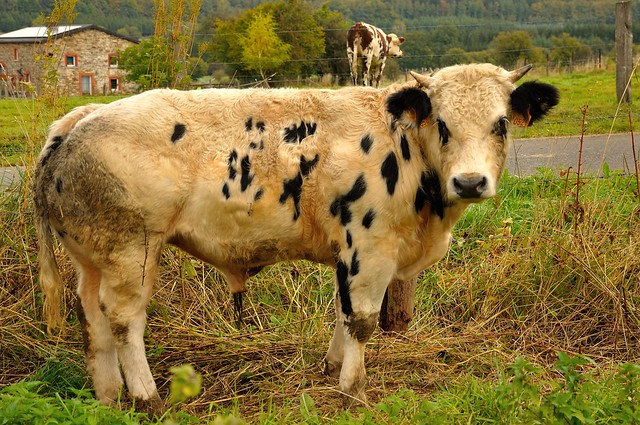 A calf of Blanchefontaine  ( Belgium )   1/2