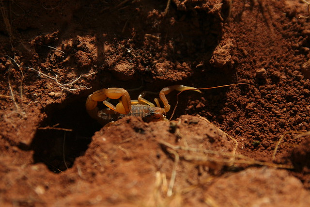 a scorpion, Buthus sp, Paradise Valley, Morocco, 7th March 2014