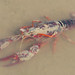 Flickr photo 'Procambarus clarkii - Louisiana Crayfish' by: gailhampshire.