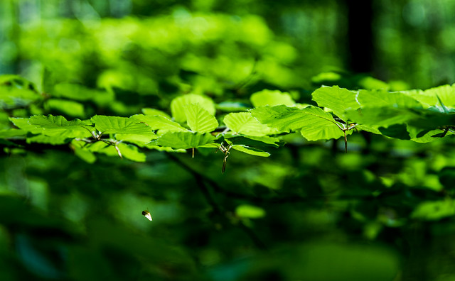 Greenery in the Beech forest