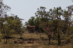 Mara Impala