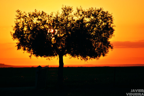 sunset landscape atardecer country paisaje campo ilex encina