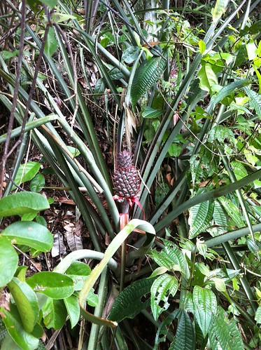 Wild pineapple | by andrewcambium