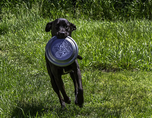 Simon Frisbee 2013 | by smbrooks_2000