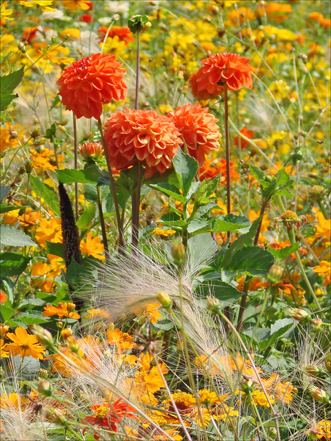 Les fleurs  de l'erholungspark de Marzahn