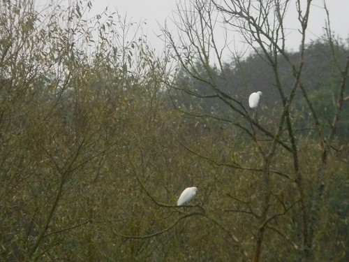 Little Egrets Chorleywood to Chesham