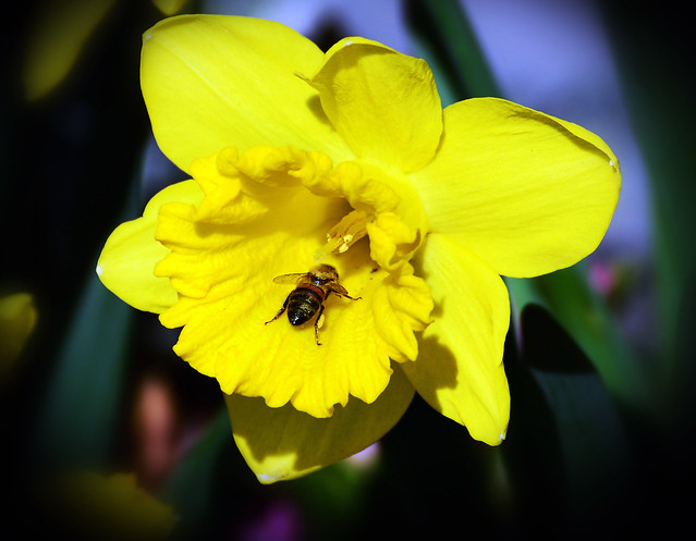 Daffodil & a Very Happy Bee