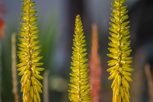 Spring Spires, Yellow Aloe Blooms