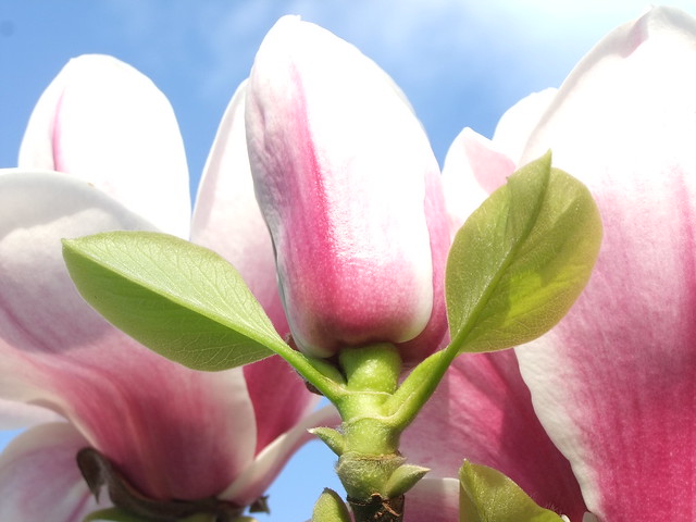 Magnolia Pickard's Pearl,  Springtime Royal Botanic Gardens, Kew @ 15 March 2014 (Part 3 of 4)