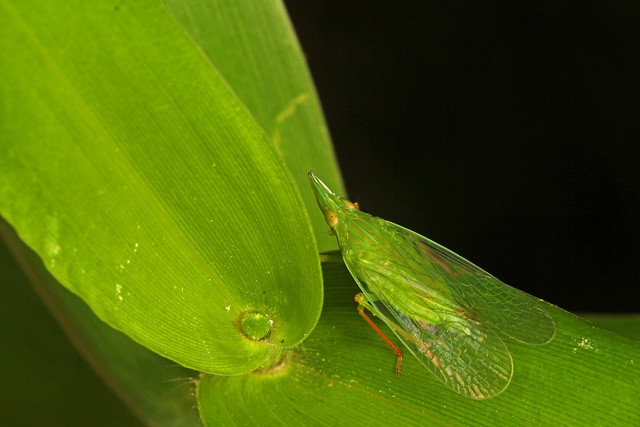 Day 209 - Dictyopharid Planthopper - Rhynchomitra microrhina, Leesylvania State Park, Woodbridge, Virginia
