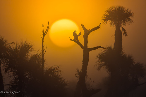 bird florida fog landscape orlandowetlands palmtrees sunrise sunrise5 vulture wildlife