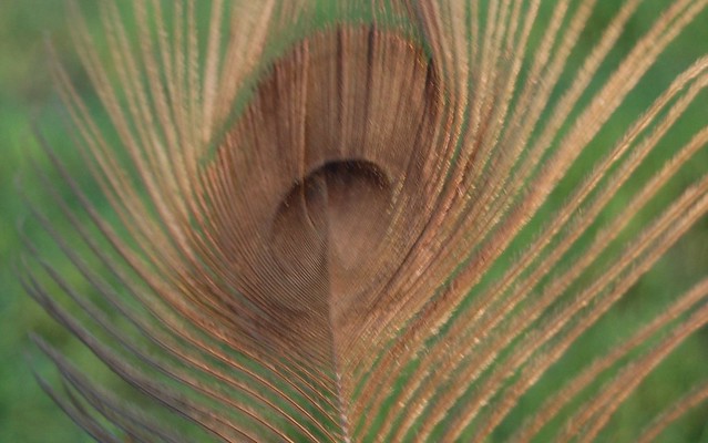 Bronze Peacock Feather