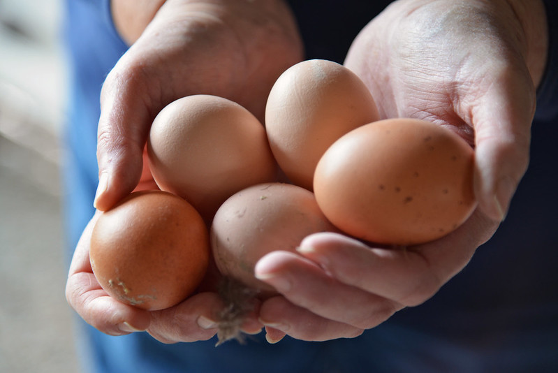 Eggs in Hands