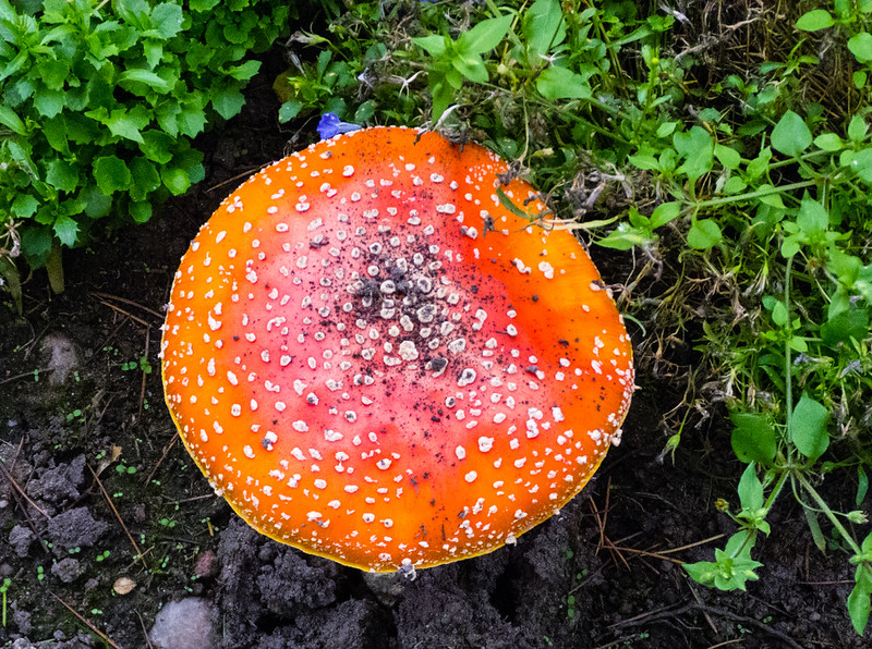 Fly agaric, West Park