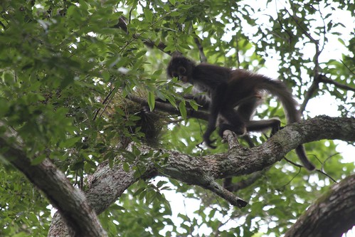 mexico monkey spider wildlife northamerica calakmul