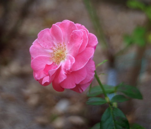 Soligor 35mm test rose