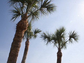 trim pineapple palm tree