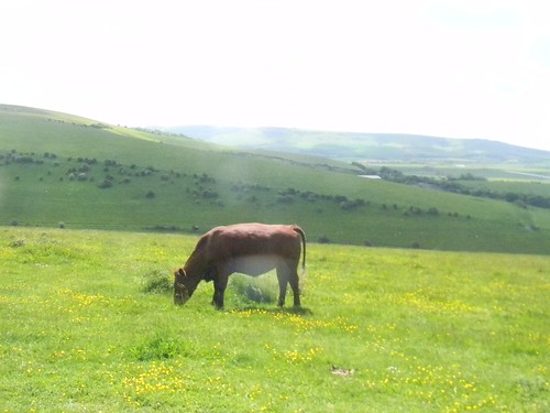 Cow on the downs ... ....in buttercups. Lewes Circular via West Firle