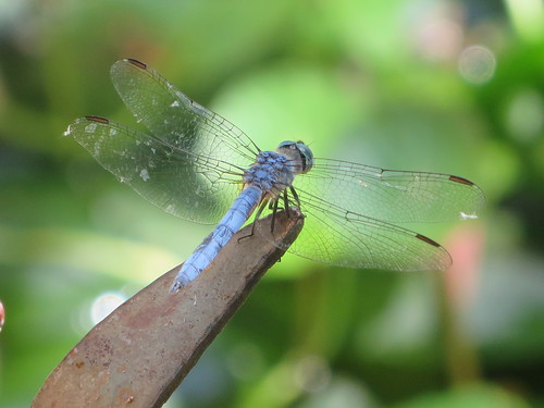 Dragonfly | by rudyg39