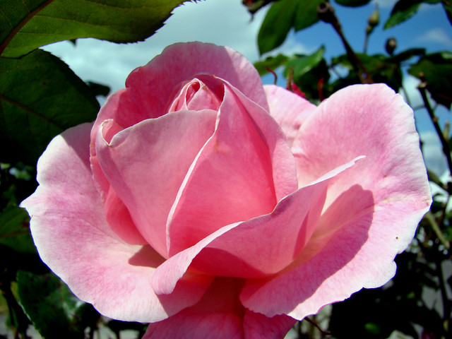 ROSE rose - St ETIENNE d'ORTHE.