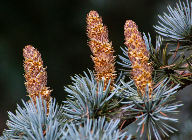 Cones, East Park