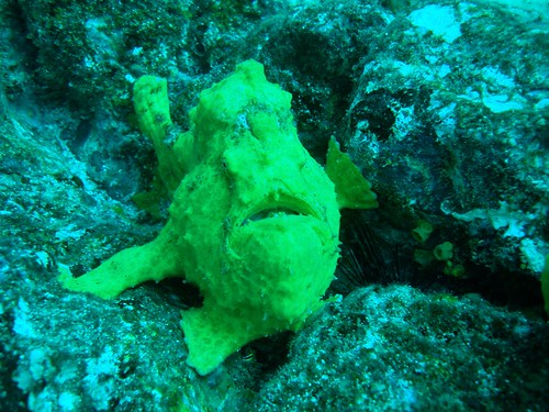 fish weird funny underwater wildlife scuba frog panama centralamerica coiba