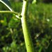 Flickr photo 'Ludwigia peploides stem' by: John Tann.