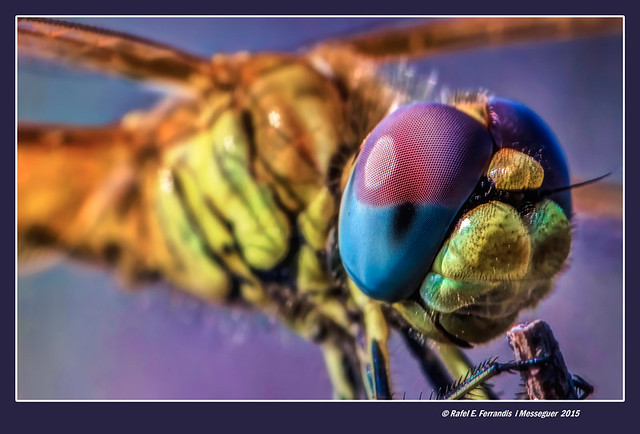 Ulls de parotet 48 (Sympetrum fonscolombii) Dragonfly's eyes (Sueca, Valencia, Spain)