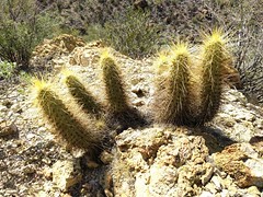Nichol's Hedgehog Cactus