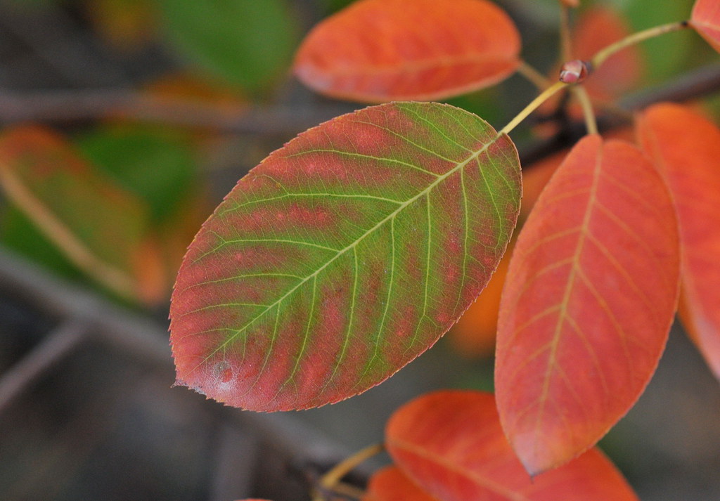 Serviceberry Fall Colors | Amelanchier laevis leaves turning… | Flickr