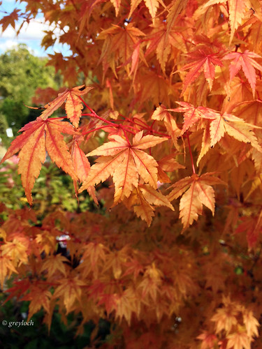 autumn orange tree leaves japanesemaple iphone valleyviewfarms 2013 coralbarkjapanesemaple