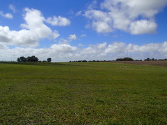 Grazing pasture - Uruguay