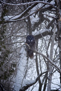 Great Grey Owl | by kyrajamesphoto