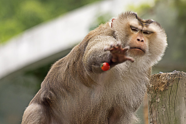 Pig Tailed Macaque Catching Motion(돼지꼬리원숭이 잡는 동작)