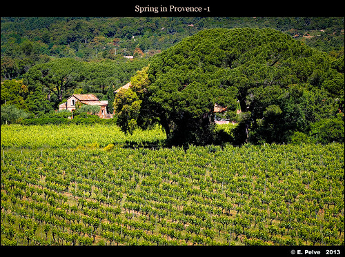 trees france vineyards provence labouverie june2013 olympusomdem5 olympusmzuiko75mmf18ed matprovencal