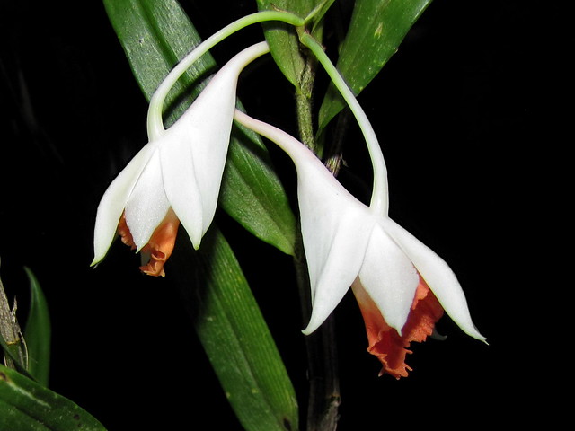 Dendrobium jaintianum