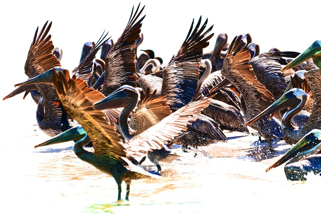 Panicked pelicans