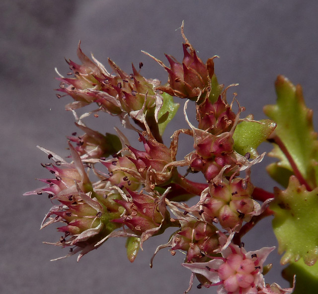 Hylotelephium populifolium 'Janet Poor'