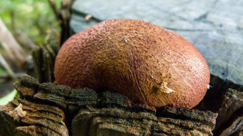 Growing in a tree stump