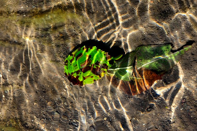 Leaves in Water Series