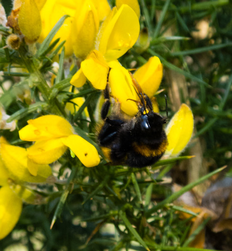 Bumble bee on gorse flower