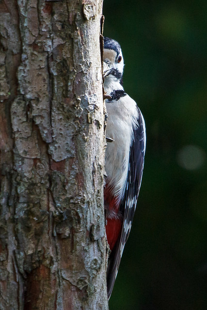 Half A Woodpecker - Ein halber Specht (Uli)