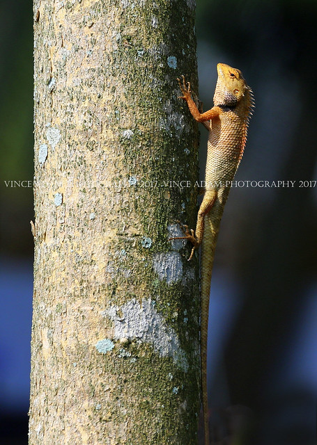 IMG_3191-1CC(W) Male Garden Fence Lizard (Calotes versicolor) losing its breeding color as it noticed my presence