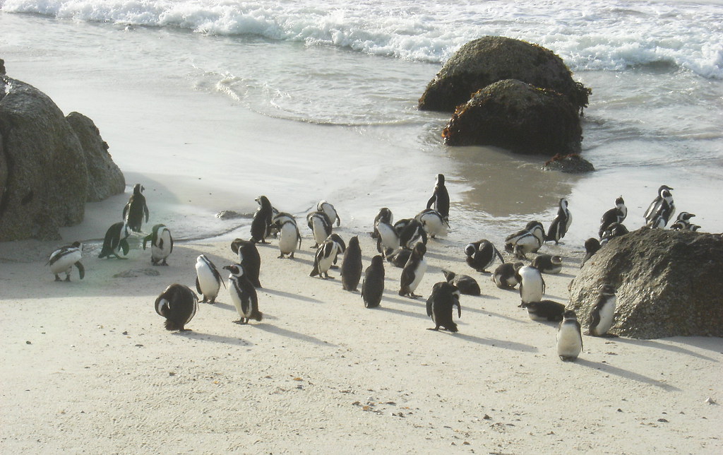 African Pinguin