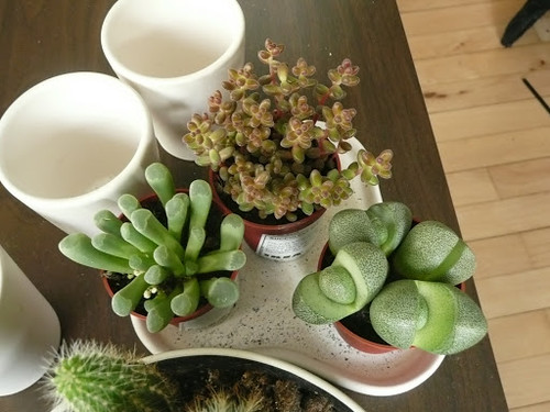 mini succulent plants bulk Buy Wholesale Potted Mini Succulents Variety Pack in Bulk
