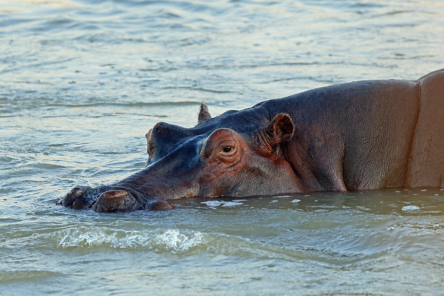 Hippopotamus, South Luangwa, Zambia