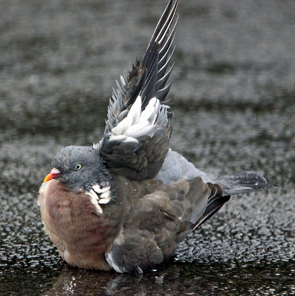 Woodpigeon in the Rain