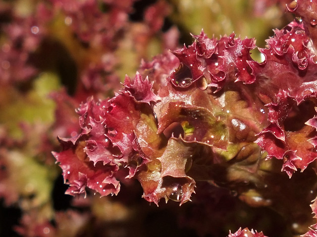 Lolla rossa lettuce (Lactuca sativa var. crispa) close up